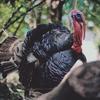 Picture of a wild turkey