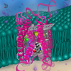 Molecular Machinery II.  Proteins are nature’s machines and are responsible for all biological processes. Shown here, the translocation of serotonin into the neuron is facilitated by the membrane protein, the serotonin transporter. The use of molecular dynamics simulations provides an atomistic resolution to uncover how these elusive molecular machines can be regulated.  Authors: Matthew Chan, Shukla Lab, Chemical and Biomolecular Engineering