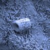Crash-Landing on Biofilms - Biofilms are clusters composed of bacteria and extracellular polymeric substances (EPS) which protect bacteria from attack in surroundings. This image demonstrates a self-locomotive, antimicrobial microtorpedo (SLAM) that utilizes antimicrobial solution as fuel to penetrate EPS and kill bacteria. By Yu-Heng Deng, Kong Lab, Chemical and Biomolecular Engineering
