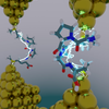 Do Peptides Dream of Electric Sheep?  An atomistic model of a molecular break junction: an oligopeptide is caught between two gold electrodes, forming a single-molecule circuit. Using a combined experimentalcomputational approach, we show that secondary structure plays an important role in determining electron transport in peptides. Image rendered using VMD and Blender. Moeen Meigooni, Tajkhorshid Lab, Center for Biophysics and Quantitative Biology, Dept of Biochemistry, Dept of Chemistry, Beckman Institute